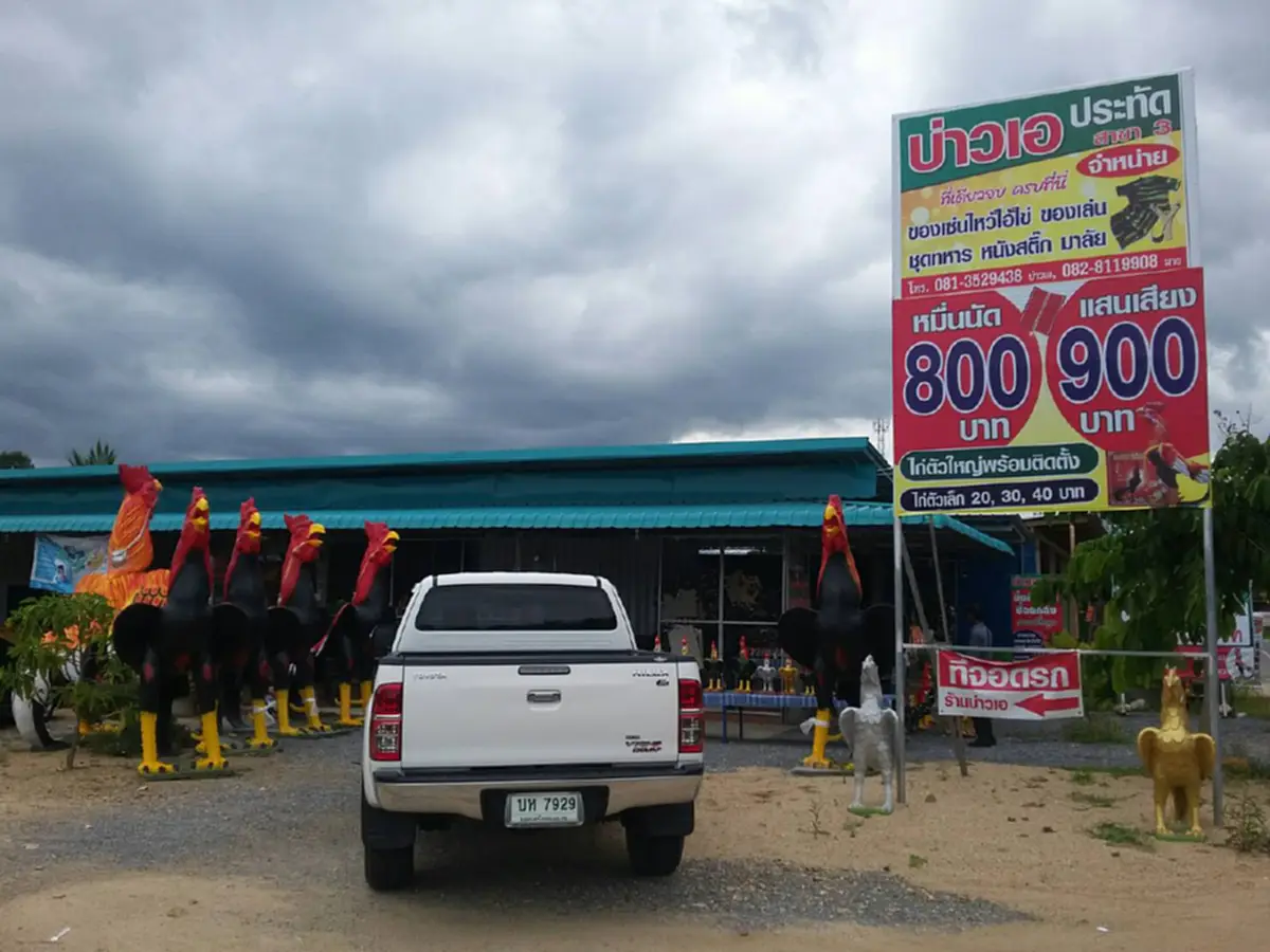 มาแล้ว...รวมเลขเด็ด!! จ้องตาห้ามกระพริบ คอหวยเมืองคอนแตกตื่นเลขเด็ด “ตะเคียนยักษ์-ลูกหมูแฝดอินจัน-ไอ้ไข่วัดเจดีย์” ทุ่มเสี่ยงโชคกันสุดคึกคัก