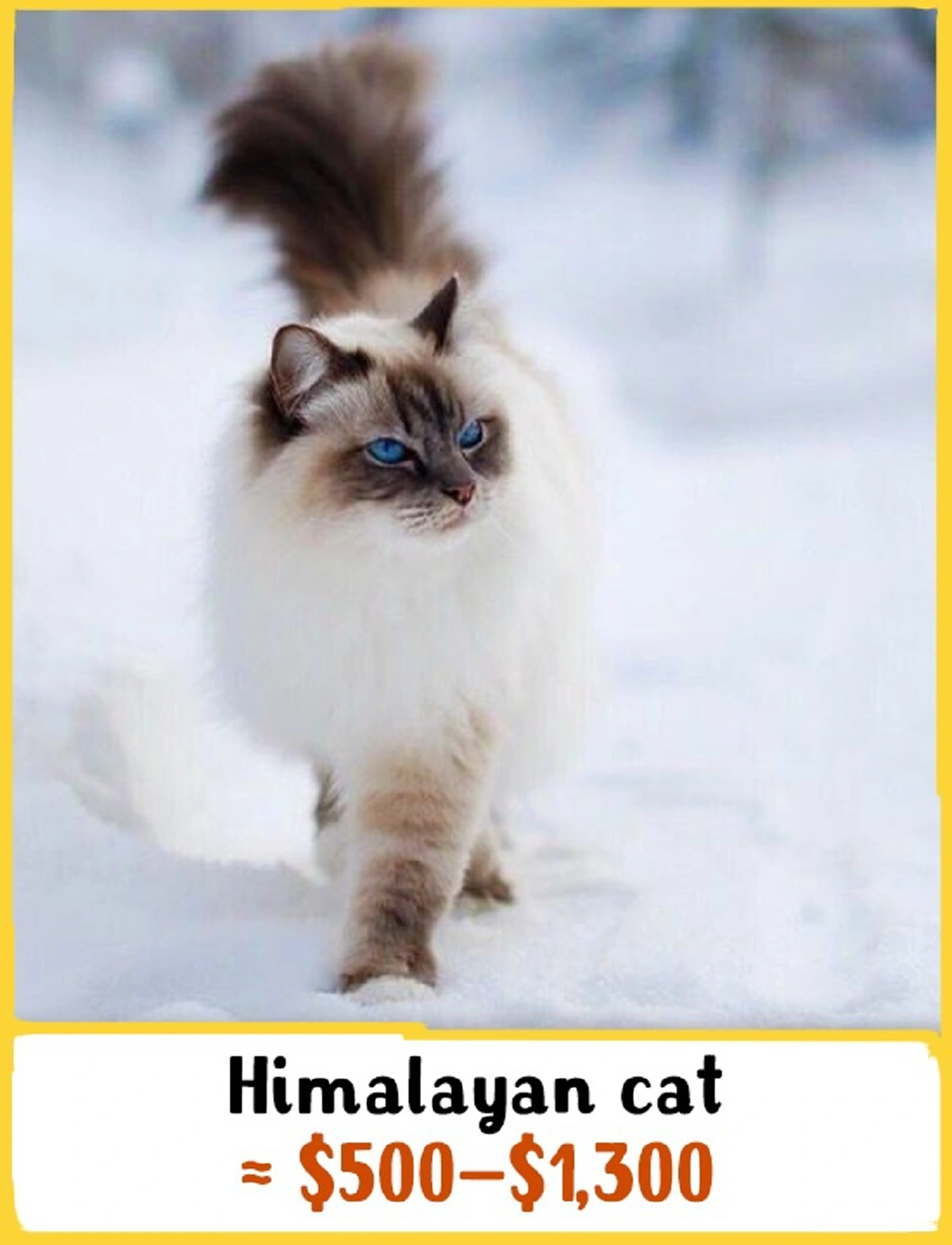 แมวไทย.!! สุดยอดด.. ติดอับดับหนึ่งใน 19 สายพันธ์ุที่แพงที่สุด!!! จาก 250 สายพันธ์ุทั่วโลก! จะแพงแค่ไหนไปดูกัน!!