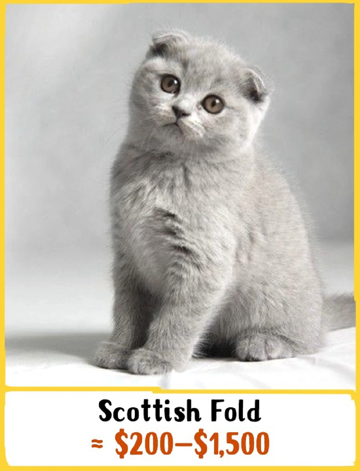 แมวไทย.!! สุดยอดด.. ติดอับดับหนึ่งใน 19 สายพันธ์ุที่แพงที่สุด!!! จาก 250 สายพันธ์ุทั่วโลก! จะแพงแค่ไหนไปดูกัน!!