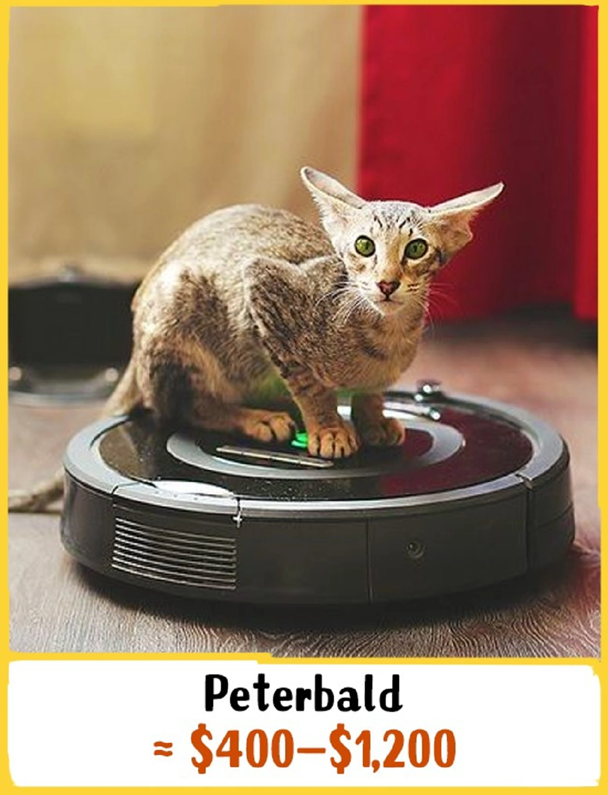 แมวไทย.!! สุดยอดด.. ติดอับดับหนึ่งใน 19 สายพันธ์ุที่แพงที่สุด!!! จาก 250 สายพันธ์ุทั่วโลก! จะแพงแค่ไหนไปดูกัน!!