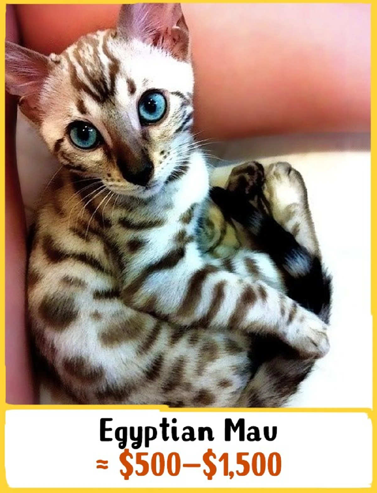 แมวไทย.!! สุดยอดด.. ติดอับดับหนึ่งใน 19 สายพันธ์ุที่แพงที่สุด!!! จาก 250 สายพันธ์ุทั่วโลก! จะแพงแค่ไหนไปดูกัน!!