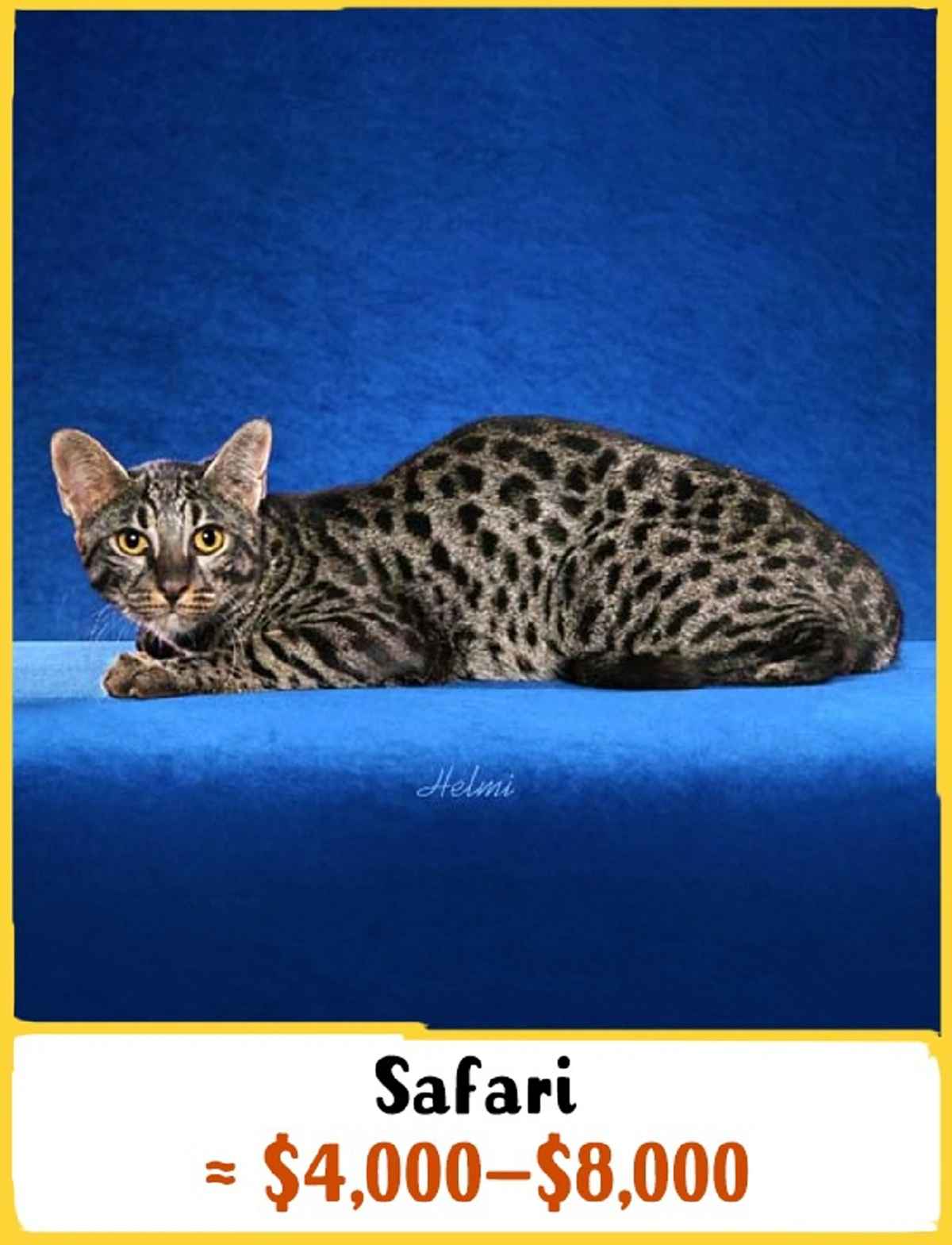 แมวไทย.!! สุดยอดด.. ติดอับดับหนึ่งใน 19 สายพันธ์ุที่แพงที่สุด!!! จาก 250 สายพันธ์ุทั่วโลก! จะแพงแค่ไหนไปดูกัน!!