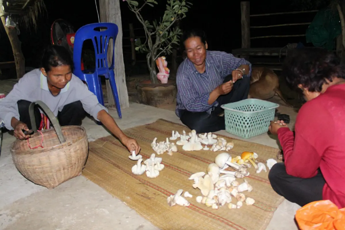 ว้าว ว้าว..ชาวบ้าน ส่องเห็ดขาย สร้างหลายได้ หลัก 1000 ต่อวัน ทำอย่างไรต้องดูมีคลิป!!