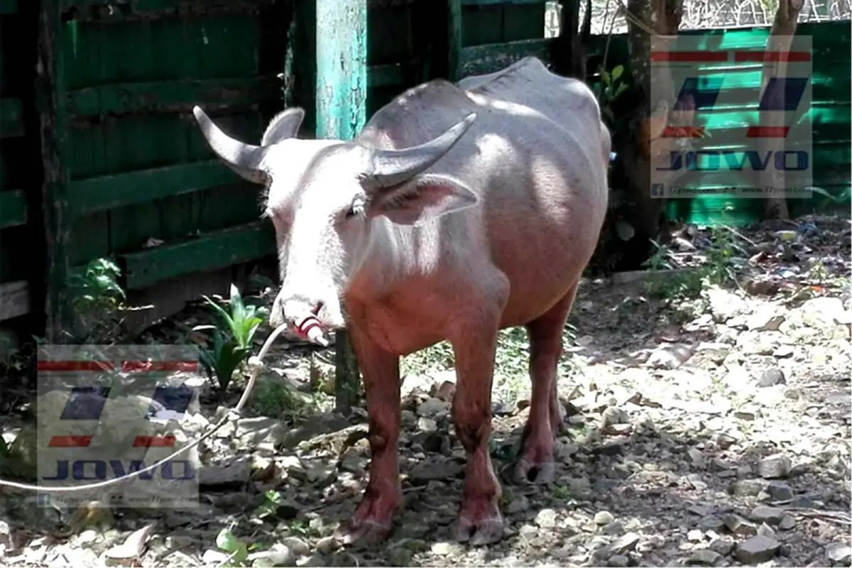 ไม่เชื่อก็ต้องเชื่อ...!!เผือกเพชรให้โชค หลังจากไถ่จากโรงเชือดทำให้ครอบครัวสุขสบายขึ้นเป็นเพราะอะไร..?มีคลิป