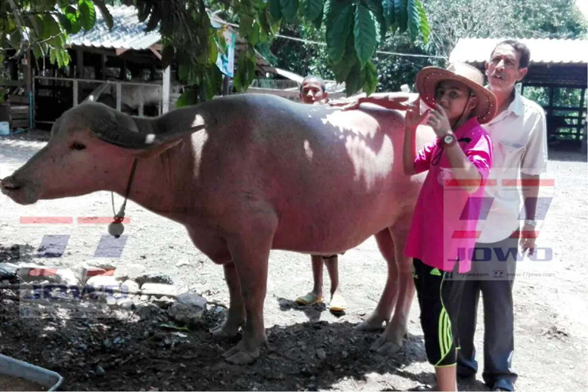 ไม่เชื่อก็ต้องเชื่อ...!!เผือกเพชรให้โชค หลังจากไถ่จากโรงเชือดทำให้ครอบครัวสุขสบายขึ้นเป็นเพราะอะไร..?มีคลิป