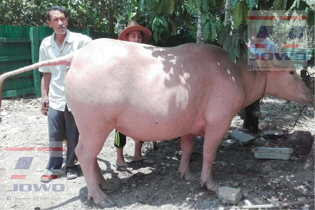 ไม่เชื่อก็ต้องเชื่อ...!!เผือกเพชรให้โชค หลังจากไถ่จากโรงเชือดทำให้ครอบครัวสุขสบายขึ้นเป็นเพราะอะไร..?มีคลิป