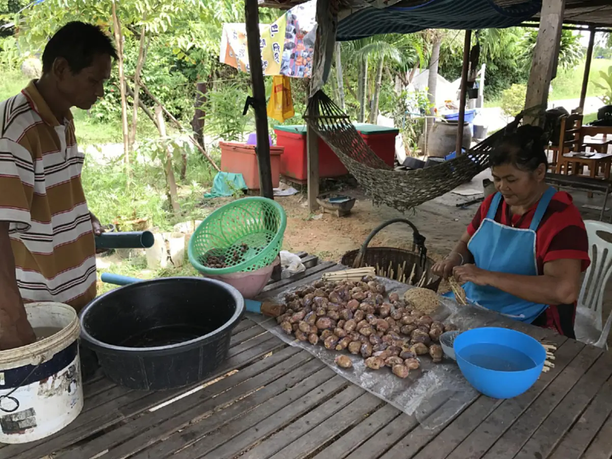 ใครอยากชิมยกมือขึ้น!!! กบยัดไส้ย่าง หรือ อังแกบบอบ อาชีพสุดชิคในยุคนี้ สร้างรายได้เป็นกอบเป็นกำ ที่ใครเห็นถึงกับร้องว้าวววววววววว (มีคลิป)