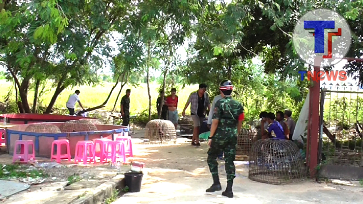 งานนี้มีกระเจิง!!! แถมทิ้งไก่ชนอันเป็นที่รักไว้ในสังเวียนให้ตีกันโดยไม่มีใครคอยดูแล  หลังทหารบุกจับบ่อนภายในหมู่บ้านหรู นักพนันชิ่งหนีอลม่าน