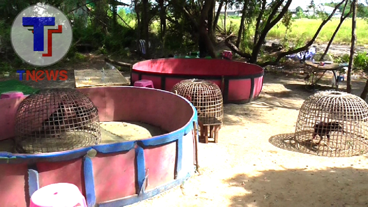 งานนี้มีกระเจิง!!! แถมทิ้งไก่ชนอันเป็นที่รักไว้ในสังเวียนให้ตีกันโดยไม่มีใครคอยดูแล  หลังทหารบุกจับบ่อนภายในหมู่บ้านหรู นักพนันชิ่งหนีอลม่าน