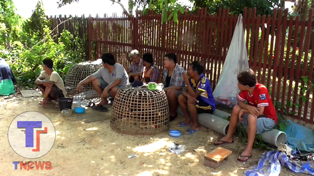 งานนี้มีกระเจิง!!! แถมทิ้งไก่ชนอันเป็นที่รักไว้ในสังเวียนให้ตีกันโดยไม่มีใครคอยดูแล  หลังทหารบุกจับบ่อนภายในหมู่บ้านหรู นักพนันชิ่งหนีอลม่าน