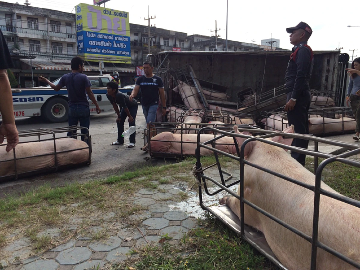 รถเสียหลักเหวี่ยงหมูตกรถ เกลื่อนถนน สุดน่าสงสาร