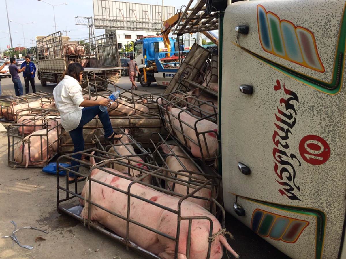 รถเสียหลักเหวี่ยงหมูตกรถ เกลื่อนถนน สุดน่าสงสาร