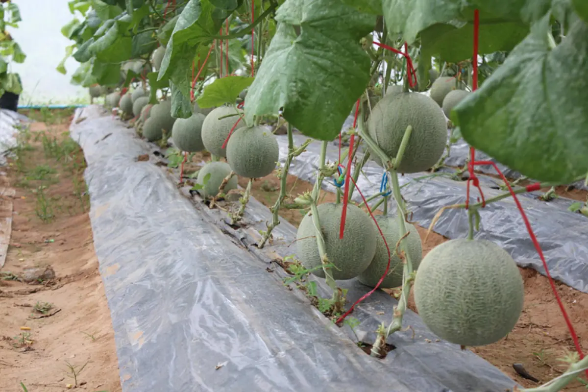รู้ยัง กำลังจะรวย เมล่อนของไทยหวานฉ่ำไม่แพ้ชาติใดในโลก จากสูตรปุ๋ยลับสุดพิเศษที่นำมาบอกต่อ ทำรายได้ 35,000 – 40,000 บาท ต่อรุ่นเลยทีเดียว มี