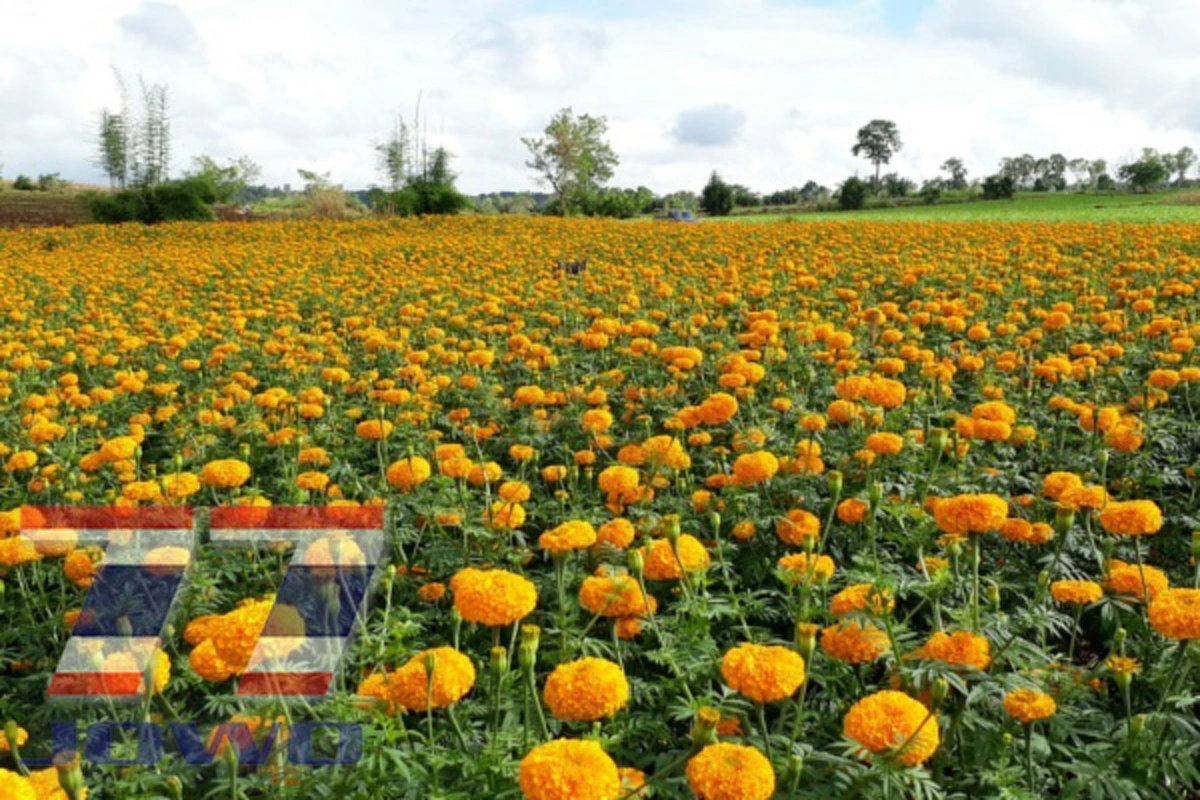 ทุ่งดอกดาวเรือง แลนด์มาร์คแห่งใหม่  จุดชมความสวยงาม ที่ใครไม่มาถือว่าพลาด