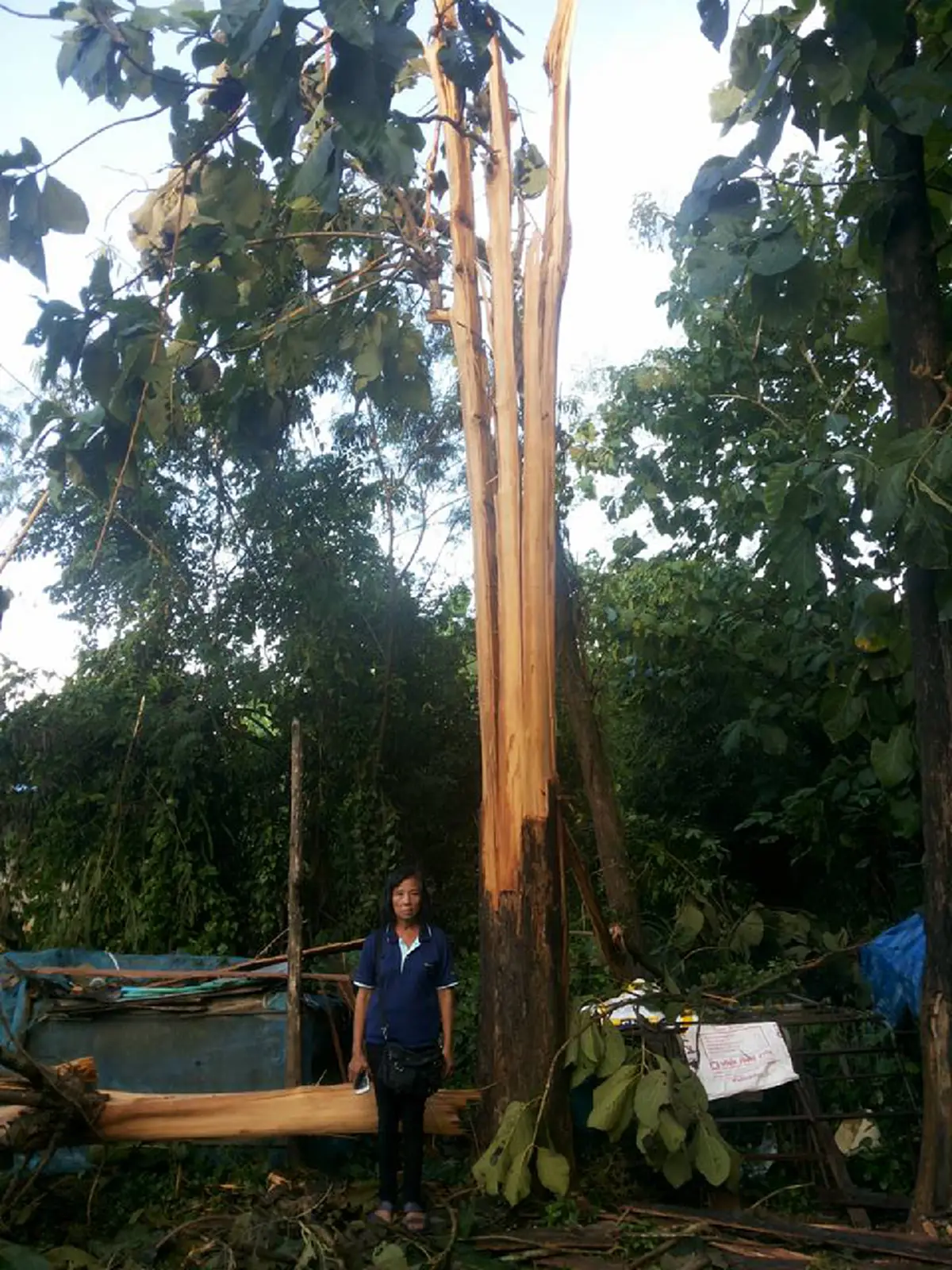 ความลับของต้นสักที่ถูกฟ้าผ่ายืนต้นตาย ที่คุณไม่เคยรู้..... หลังจากชาวบ้านแห่มาขอไปทำแบบนี้ เผยความเชื่อโบราณที่ทำเอาตะลึง..!!(มีคลิป)