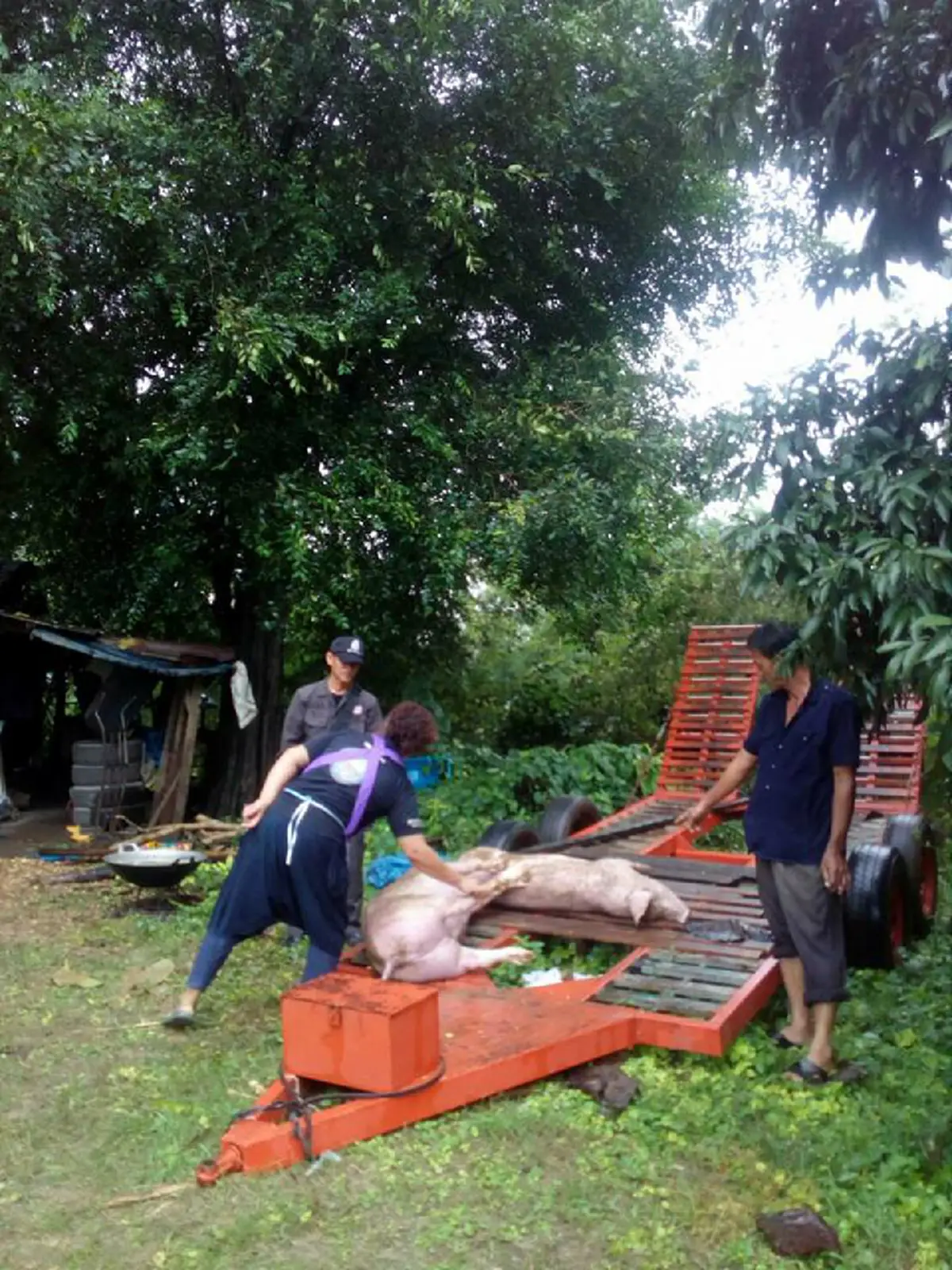 ความลับของต้นสักที่ถูกฟ้าผ่ายืนต้นตาย ที่คุณไม่เคยรู้..... หลังจากชาวบ้านแห่มาขอไปทำแบบนี้ เผยความเชื่อโบราณที่ทำเอาตะลึง..!!(มีคลิป)