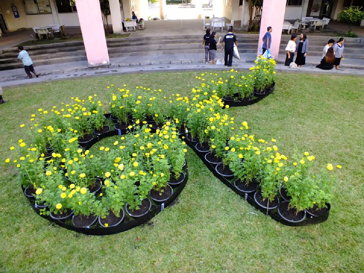 ทำด้วยใจตั้งมั่น...เพื่อรำลึกถึง พ่อหลวง ร.9 !! แปรอักษร เลข 9 ปลูกดาวเรือง 365 ต้น น้อมอาลัยพ่อหลวง 365 วันสวรรคต..!?