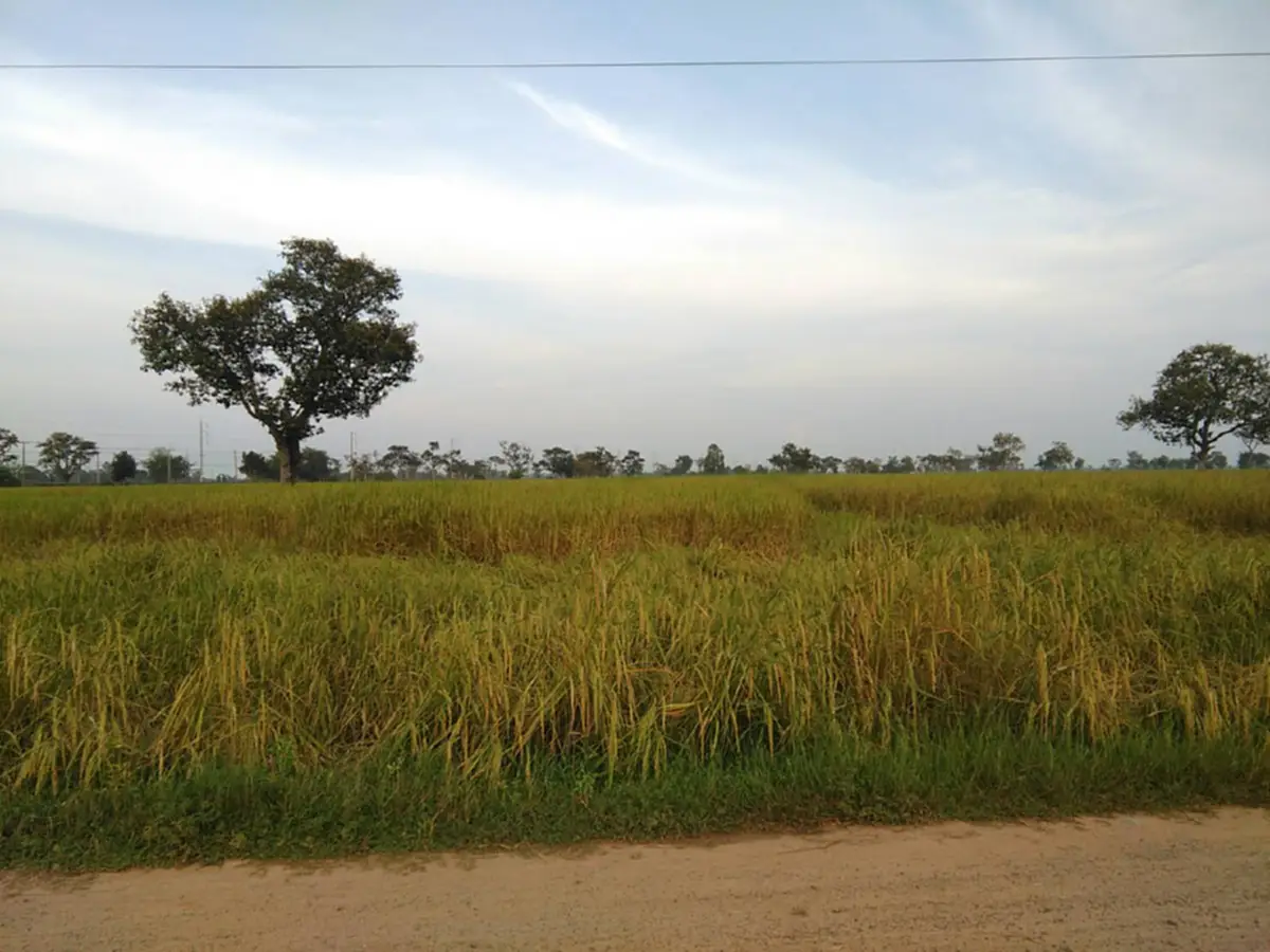 ในน้ำมีปลา ในนามีข้าว!! ชาวบ้านท่าลาด หาปลาโดยใช้วิธีแบบชาวบ้านๆ พร้อมน้อมนำเอาหลักปรัชญาเศรษฐกิจพอเพียง มาปรับใช้ในการดำเนินชีวิต