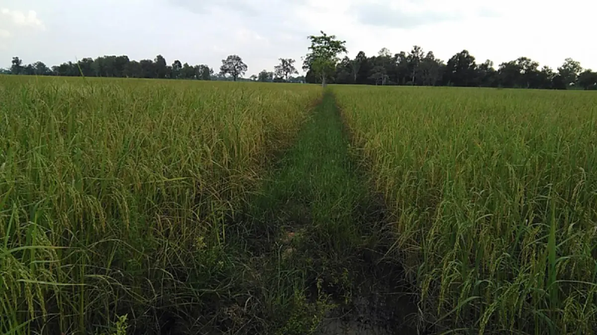 ในน้ำมีปลา ในนามีข้าว!! ชาวบ้านท่าลาด หาปลาโดยใช้วิธีแบบชาวบ้านๆ พร้อมน้อมนำเอาหลักปรัชญาเศรษฐกิจพอเพียง มาปรับใช้ในการดำเนินชีวิต