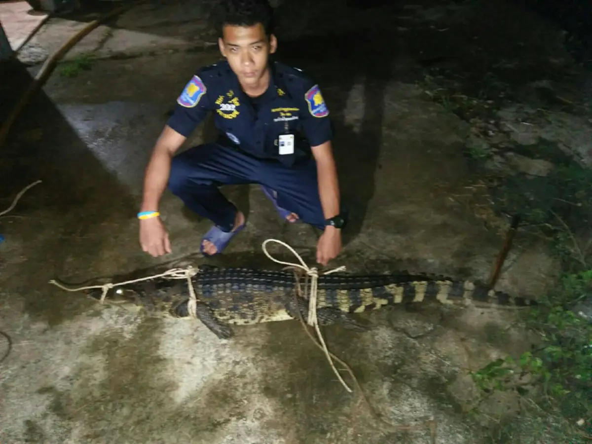 คนงานบ่อปลากระพงผวา เจอจระเข้บุกเข้าบ่อ รีบแจ้งกู้ภัยมาจับ เกรงจะเกิดอันตราย (คลิป)