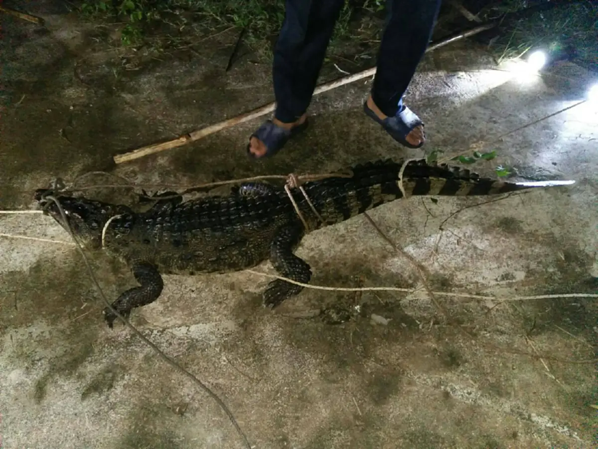 คนงานบ่อปลากระพงผวา เจอจระเข้บุกเข้าบ่อ รีบแจ้งกู้ภัยมาจับ เกรงจะเกิดอันตราย (คลิป)