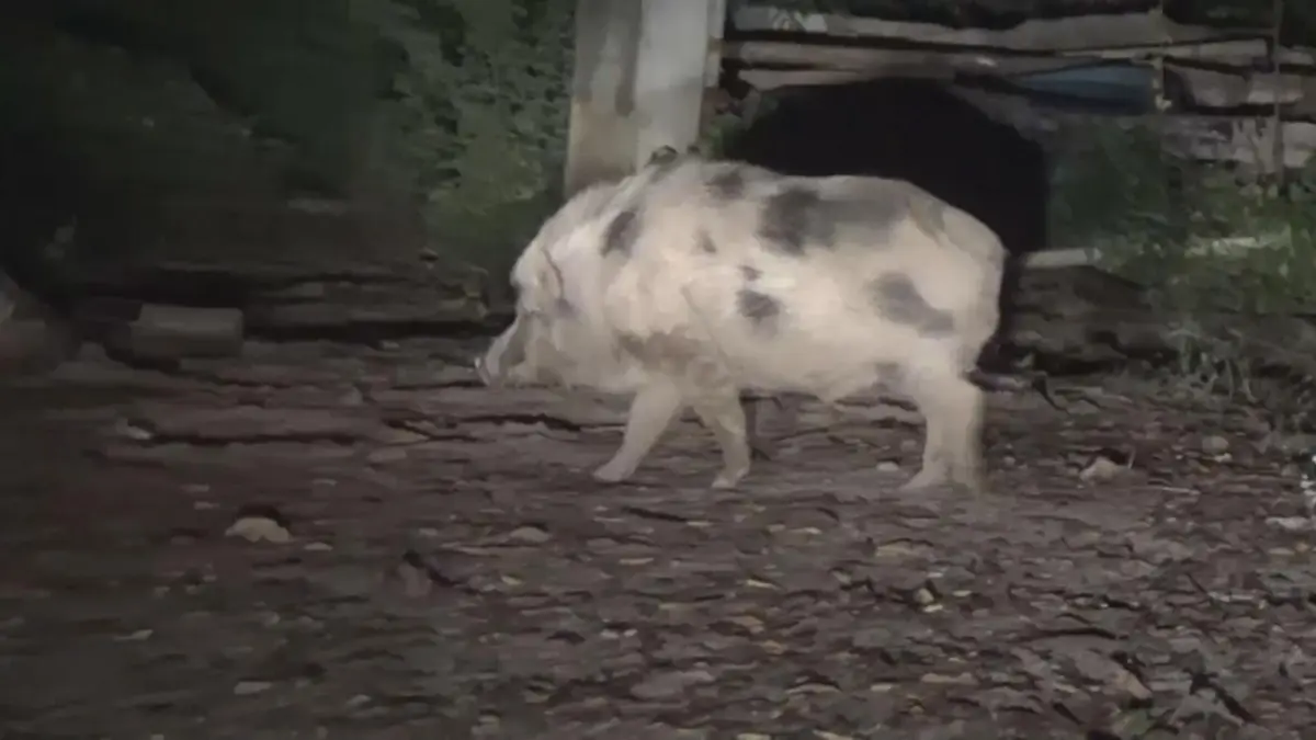 เลี้ยงไม่เชื่อง!! พระบวชใหม่สุดซวย ป้อนขนมไม่ทันใจ "เจ้าโชค" ฉุนจัดโดนแทงจมเขี้ยว