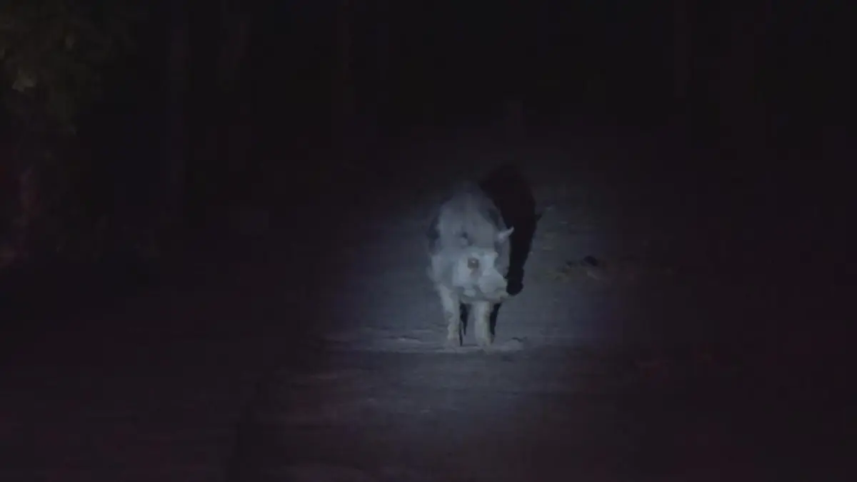 เลี้ยงไม่เชื่อง!! พระบวชใหม่สุดซวย ป้อนขนมไม่ทันใจ "เจ้าโชค" ฉุนจัดโดนแทงจมเขี้ยว