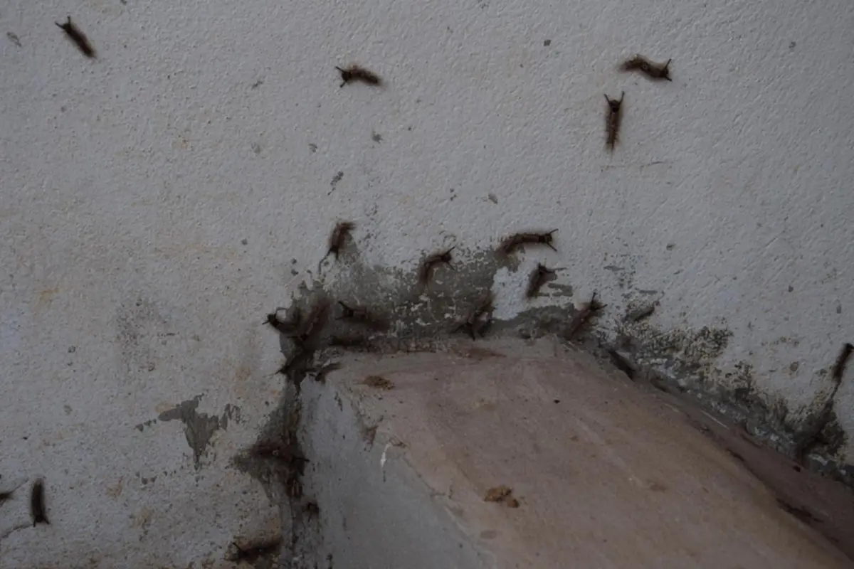 เห็นแล้วคันขึ้นมาทันที..! นักข่าวภูมิภาค สุดผวา หลังภรรยากรี๊ดสนั่น เดินมาดูทำเอาผงะ หนอนบุ้งคันนับร้อยบุกบ้าน หวั่นแพร่ระบาดเข้าชุมชน!?