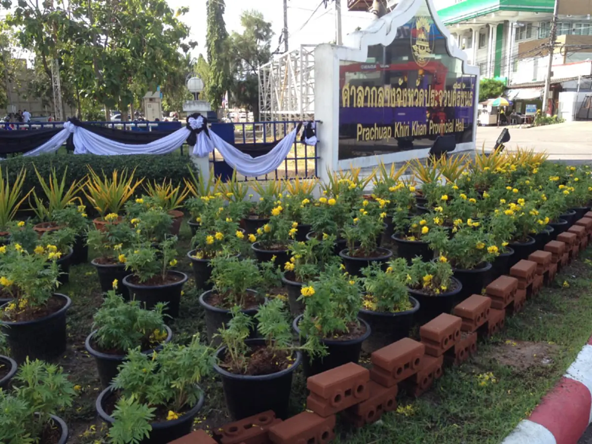 ดราม่าดาวเรืองยังไม่จบ..!! อดีตรองผู้ว่าประจวบฯ วิจารณ์ยับศาลากลางประจวบฯ ไร้แนวทางแก้ไขปัญหาลิงรบกวน ดาวเรืองถวายความอาลัย!?