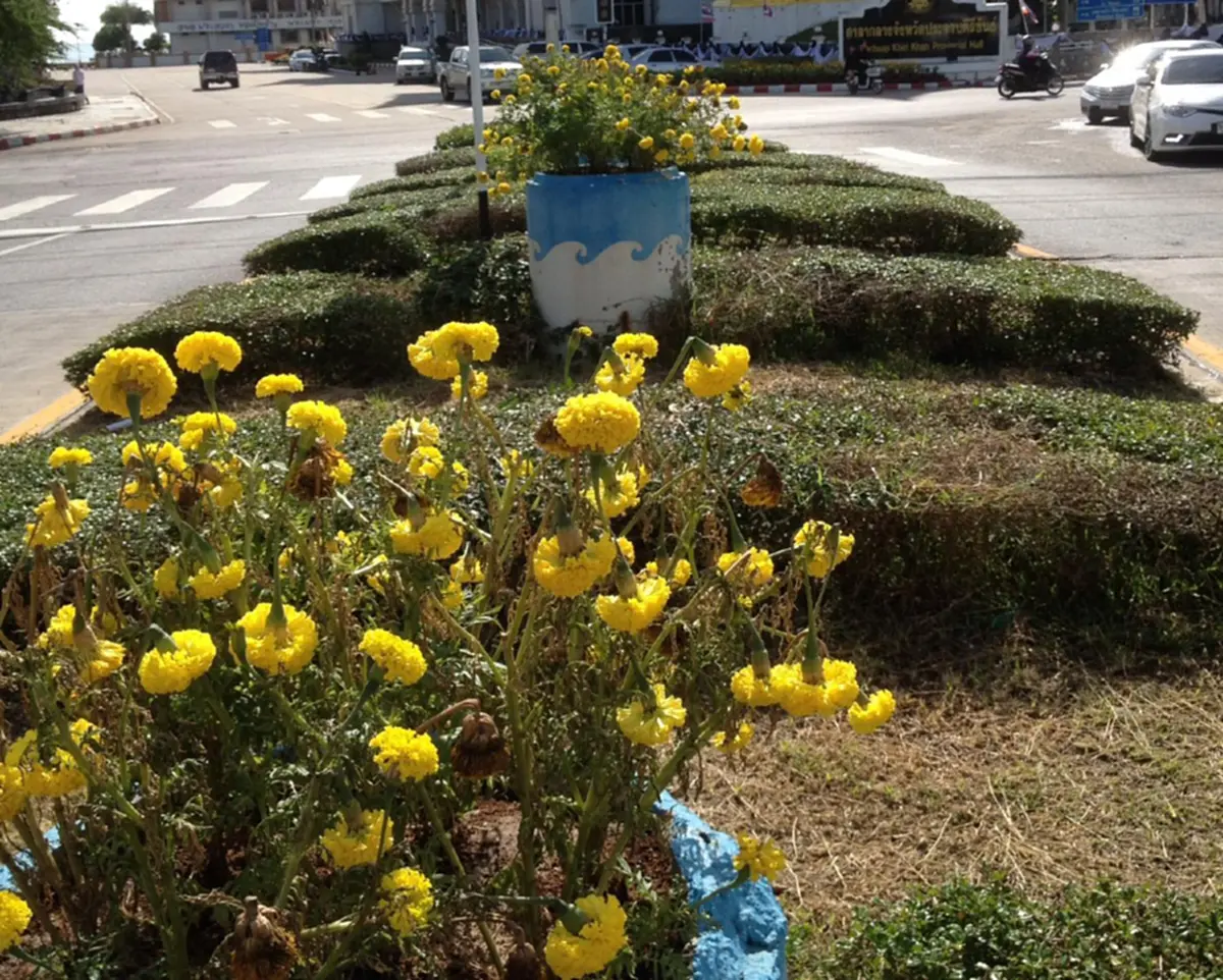 ดราม่าดาวเรืองยังไม่จบ..!! อดีตรองผู้ว่าประจวบฯ วิจารณ์ยับศาลากลางประจวบฯ ไร้แนวทางแก้ไขปัญหาลิงรบกวน ดาวเรืองถวายความอาลัย!?