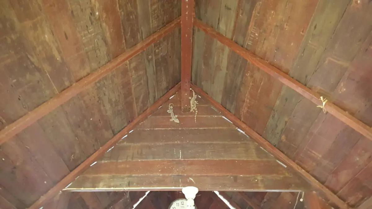 เสียงร้องชวนขนลุก!! จะเข้ากราบไหว้ศาลเจ้าแม่ตะเคียน ได้ยินเสียงตุ๊กแกร้อง ถึงกับผวาหวั่นโดนทำร้าย แจ้งเจ้าหน้าที่รีบจับไปด่วน