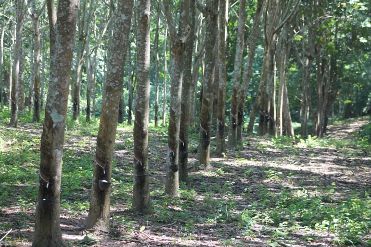 ท่านนายก ต้องทำอะไรสักอย่างแล้ว..!? ชาวสวนยางพาราแพร่ โอดหนัก ราคายางลดฮวบขาดทุนยับ วอนแก้ปัญหาบ้าง!!!