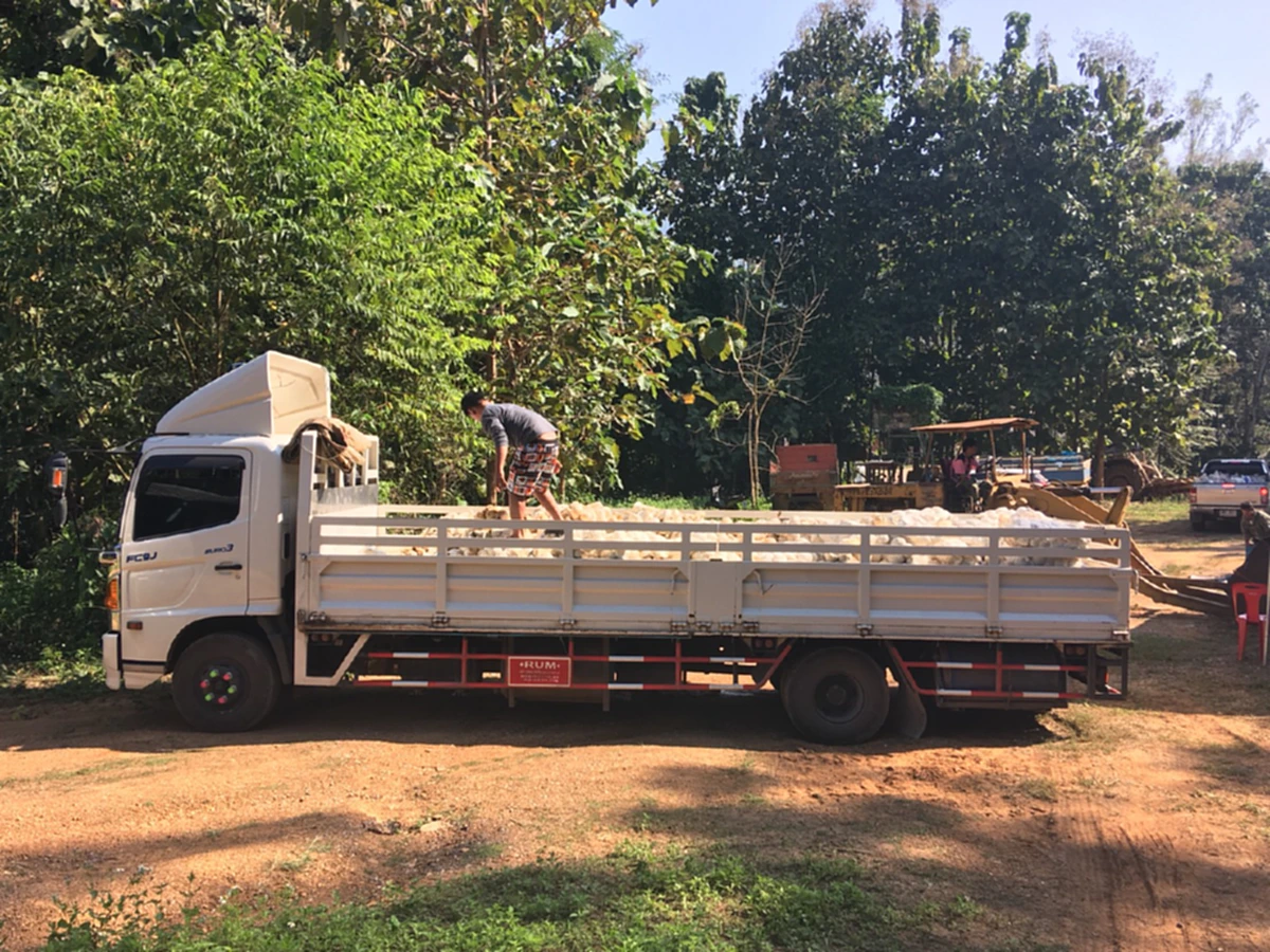 ท่านนายก ต้องทำอะไรสักอย่างแล้ว..!? ชาวสวนยางพาราแพร่ โอดหนัก ราคายางลดฮวบขาดทุนยับ วอนแก้ปัญหาบ้าง!!!