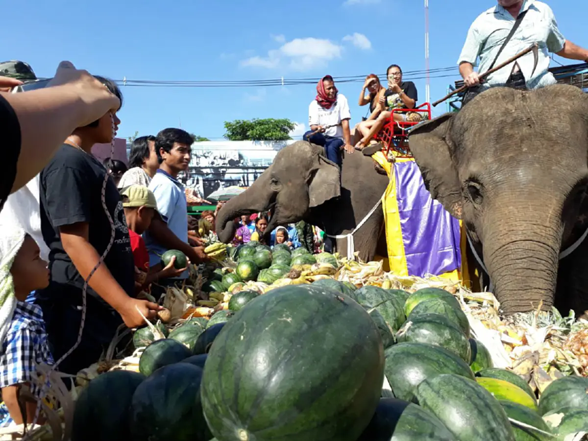 พาเหรดช้างยิ่งใหญ่ที่สุดในโลก!! กินบุปเฟ่อาหารช้าง 290 เชือก อิ่มจนพุงกาง เติมพลังก่อนการแสดง “มหัศจรรย์งานช้างสุรินทร์ (ชมคลิป)