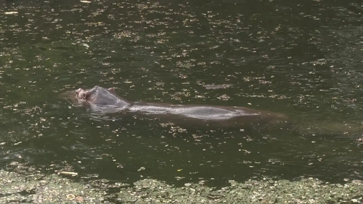 เห็นแล้วบอกเลยอดยิ้มไม่ได้จริงๆ.....จะน่ารักไปไหน ลูกฮิปโปตัวน้อย สมาชิกใหม่ของสวนสัตว์นครราชสีมา มีคลิป