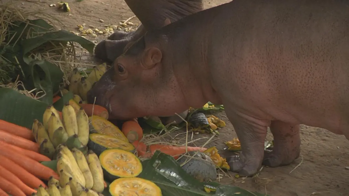 เห็นแล้วบอกเลยอดยิ้มไม่ได้จริงๆ.....จะน่ารักไปไหน ลูกฮิปโปตัวน้อย สมาชิกใหม่ของสวนสัตว์นครราชสีมา มีคลิป