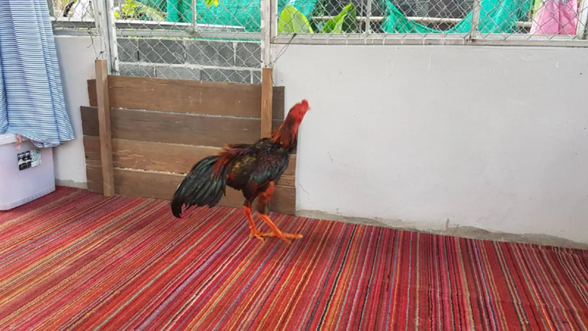 ผ่านแล้วหลายสังเวียน!! ไก่ชนพันธุ์ดี สู้ศึกทำคู่ต่อสู้สิ้นชื่อคาสังเวียน เจ้าของหน้าบาน ไก่คู่ใจพารับทรัพย์