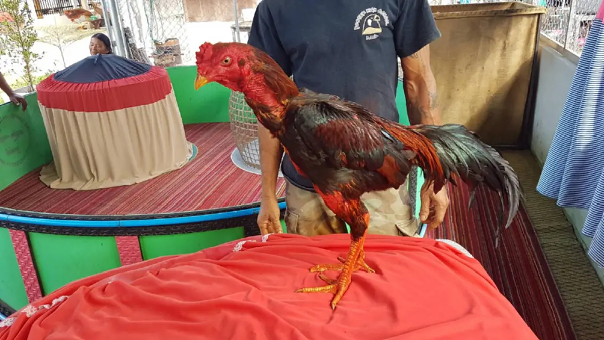 ผ่านแล้วหลายสังเวียน!! ไก่ชนพันธุ์ดี สู้ศึกทำคู่ต่อสู้สิ้นชื่อคาสังเวียน เจ้าของหน้าบาน ไก่คู่ใจพารับทรัพย์