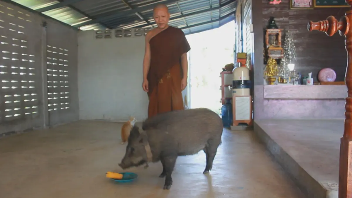 เจ้าบุญรอด ยอดหมูป่า!! เดินตามพระบิณบาตรกับหลวงพี่ทุกเช้า ไป-กลับ 4 ก.ม.