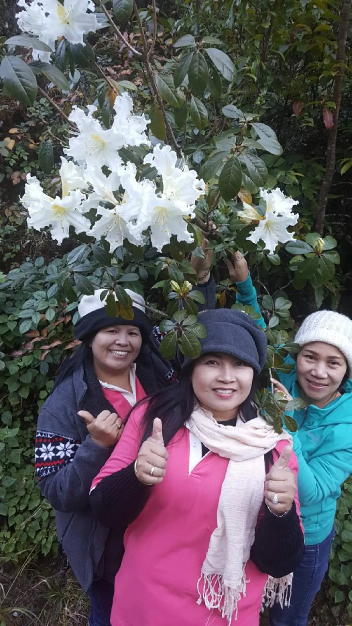 ยลโฉมให้เต็มตา กุหลาบขาวพันปี(คำขาว) บานสะพรั่งสวยงาม รับลมหนาว!!