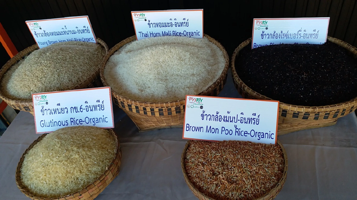 จากนางฟ้าชุดขาว สู่อาชีพ เกษตรกร ปลูกข้าวเกษตรอินทรีย์ ปลอดสารพิษมีคุณภาพ พัฒนาได้อย่างยั่งยืน!!