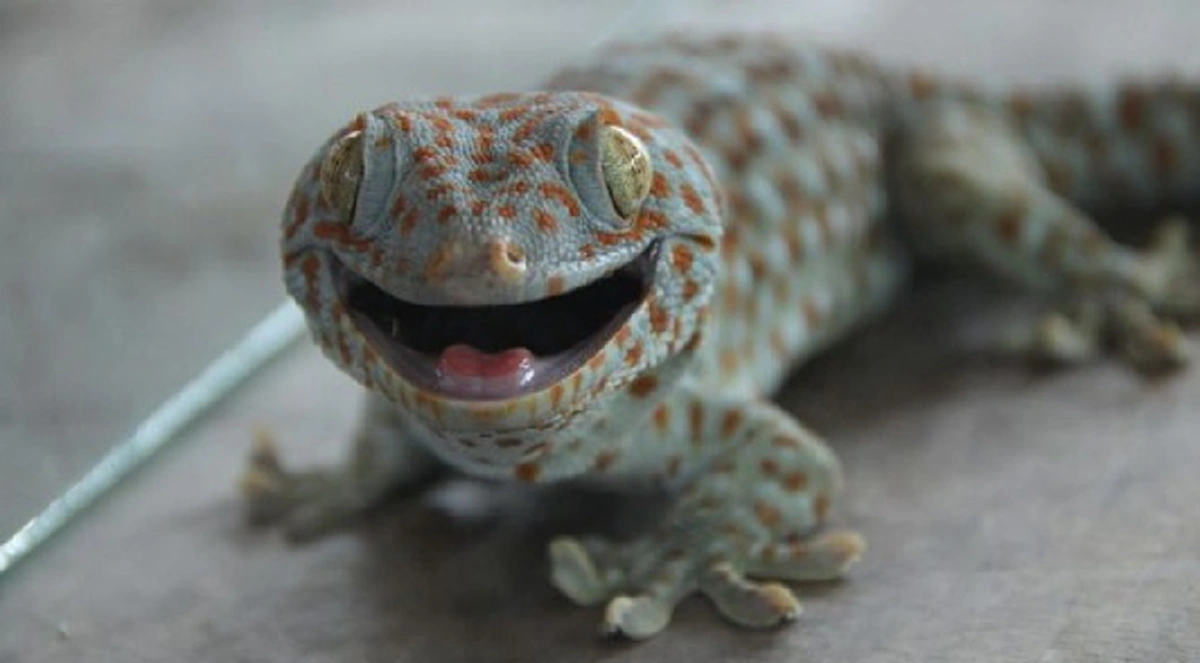 เอาอยู่หมัด !! เคล็ดลับ วิธีที่ "กำจัดตุ๊กเเก" ออกจากบ้าน โดยไม่ต้องฆ่า เห็นผลภายในพริบตา ไร้ปัญหากวนใจ รีบๆแชร์เก็บไว้ด่วน !!