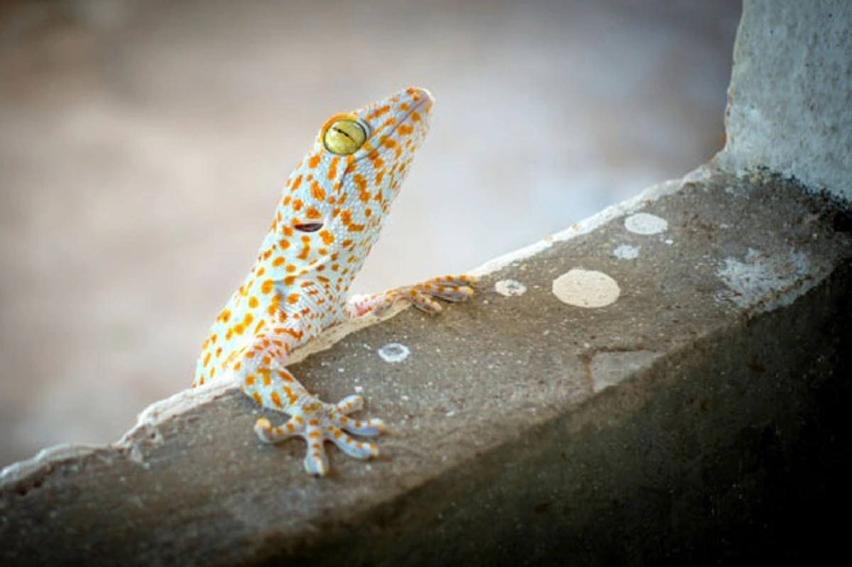 เอาอยู่หมัด !! เคล็ดลับ วิธีที่ "กำจัดตุ๊กเเก" ออกจากบ้าน โดยไม่ต้องฆ่า เห็นผลภายในพริบตา ไร้ปัญหากวนใจ รีบๆแชร์เก็บไว้ด่วน !!