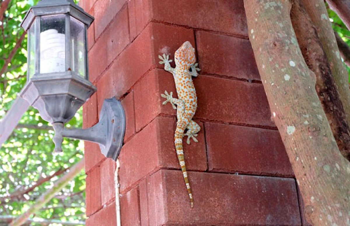 เอาอยู่หมัด !! เคล็ดลับ วิธีที่ "กำจัดตุ๊กเเก" ออกจากบ้าน โดยไม่ต้องฆ่า เห็นผลภายในพริบตา ไร้ปัญหากวนใจ รีบๆแชร์เก็บไว้ด่วน !!