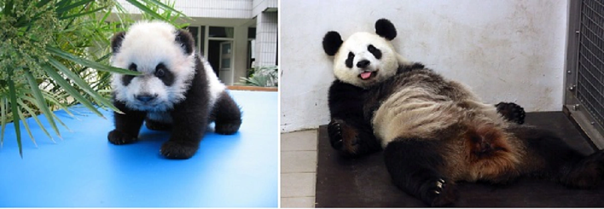 23 ภาพถ่ายสุดฮา  !!! "ตอนเด็ก" ปะทะ "ตอนโต" บางคนหน้าไม่เปลี่ยนเลย แต่บางคนจำแทบไม่ได้ ใช่คนเดียวกันจริงๆหรือเปล่า !!?