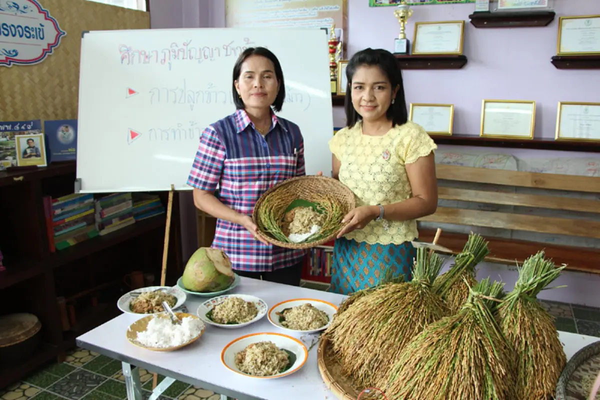 สืบทอดภูมิปัญญา!? กศน.ตรังนำนักศึกษาเรียนรู้ภูมิปัญญาชาวบ้าน เก็บข้าวไร่เพื่อมาทำข้าวเม่า ต่อยอดภูมิปัญญา-สืบสานอนุรักษ์สู่อนาคตต่อไป..!!