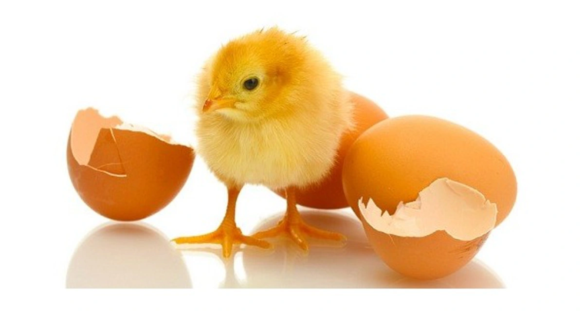 ปัญหาโลกแตก ! "ไก่กับไข่อะไรเกิดก่อน?" ที่ถกเถียงกันทุกยุคสมัย พอได้รู้แล้ว หายโง่เลยทันที !!?