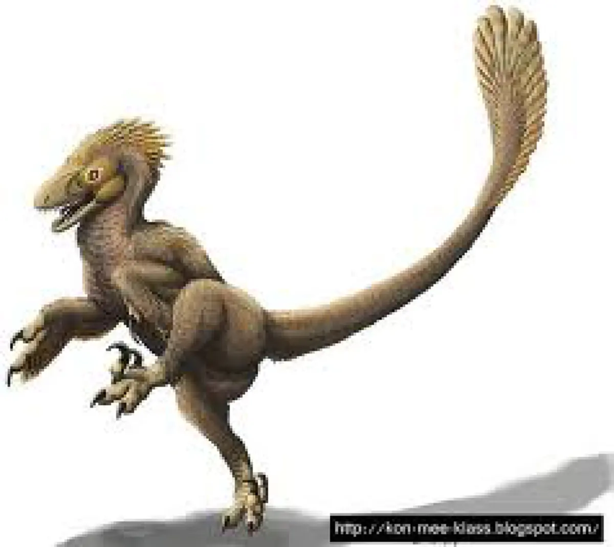 ปัญหาโลกแตก ! "ไก่กับไข่อะไรเกิดก่อน?" ที่ถกเถียงกันทุกยุคสมัย พอได้รู้แล้ว หายโง่เลยทันที !!?