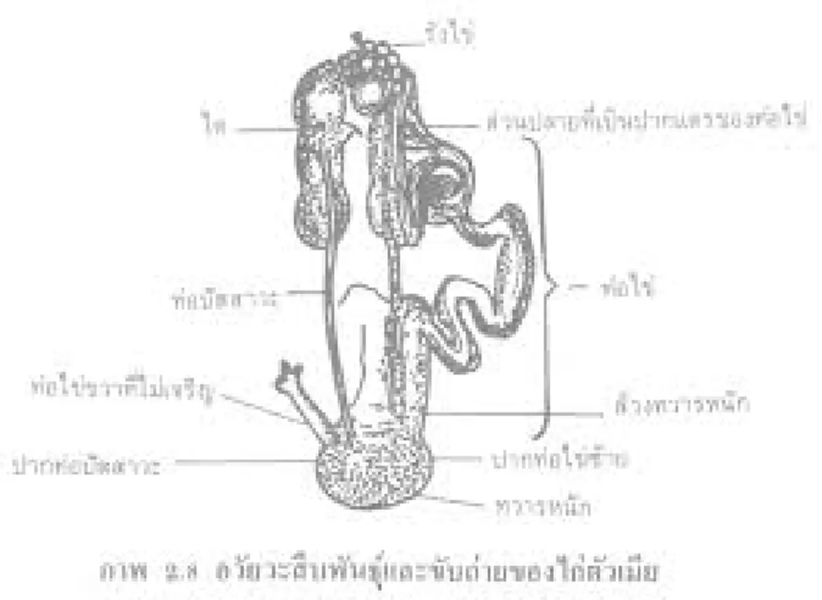 ปัญหาโลกแตก ! "ไก่กับไข่อะไรเกิดก่อน?" ที่ถกเถียงกันทุกยุคสมัย พอได้รู้แล้ว หายโง่เลยทันที !!?