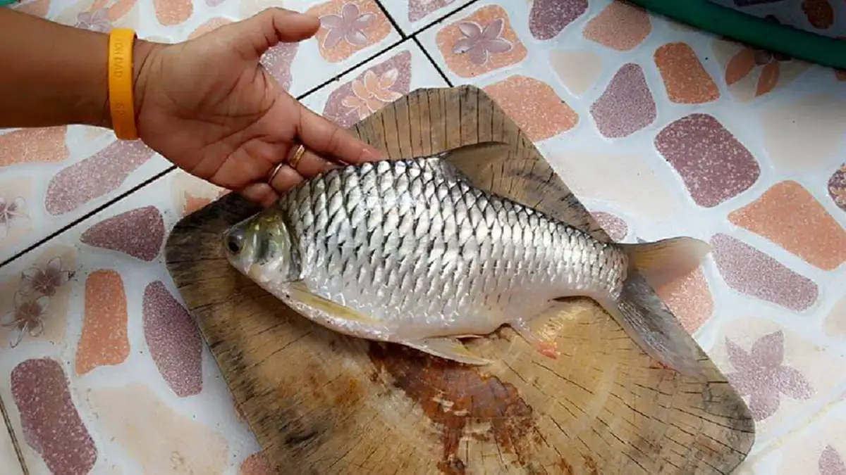 ทำโคตรง่าย!!เคล็ดลับเด็ด " ทอดปลาไม่ให้ติดก้นกระทะ"  หนังกรอบเนื้อนุ่ม!!กินอร่อยแบบฟินๆ!!